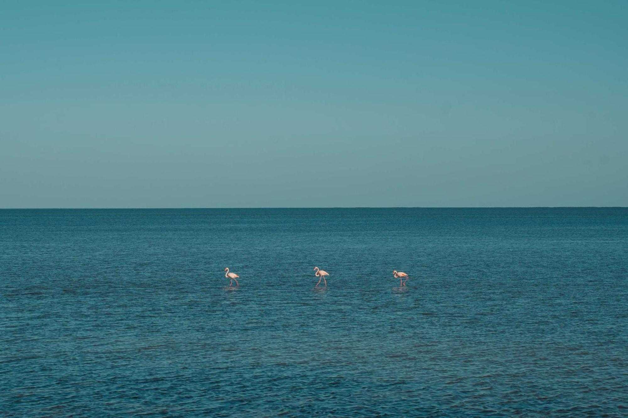 Radisson Blu Palace Resort & Thalasso, Djerba メズライア エクステリア 写真 Flamingoes in the Gulf of Aqaba
